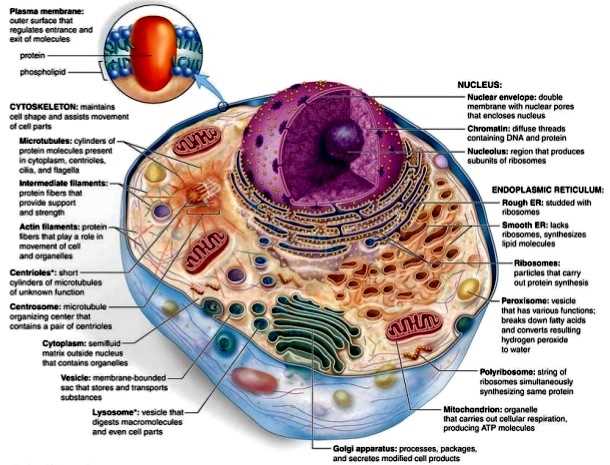 parts of a cell diagram