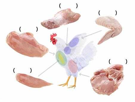 parts of a chicken diagram