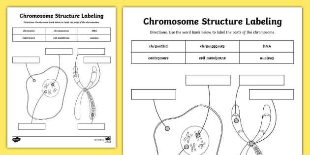 parts of a chromosome diagram