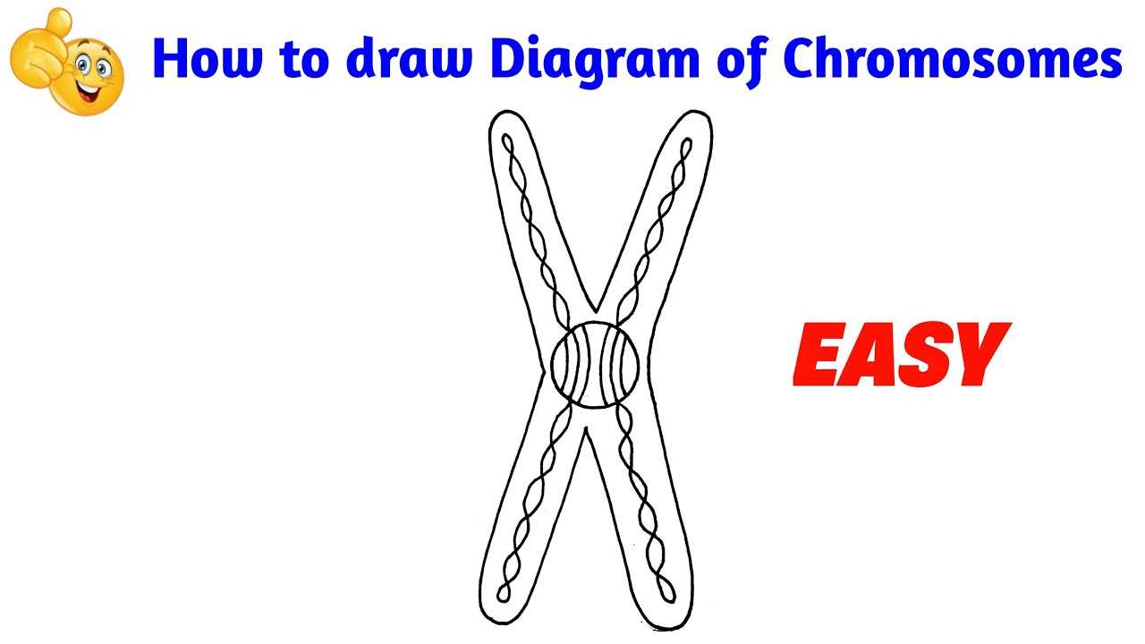 parts of a chromosome diagram