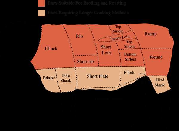 parts of a cow diagram