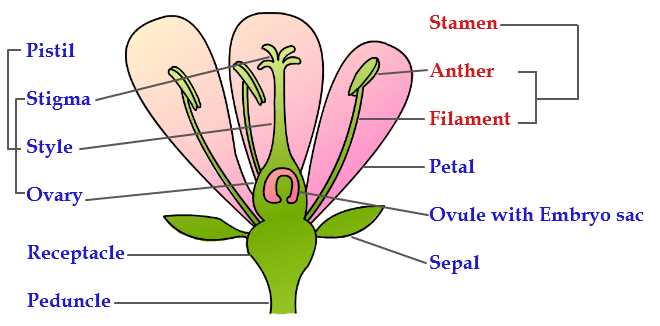 parts of a diagram