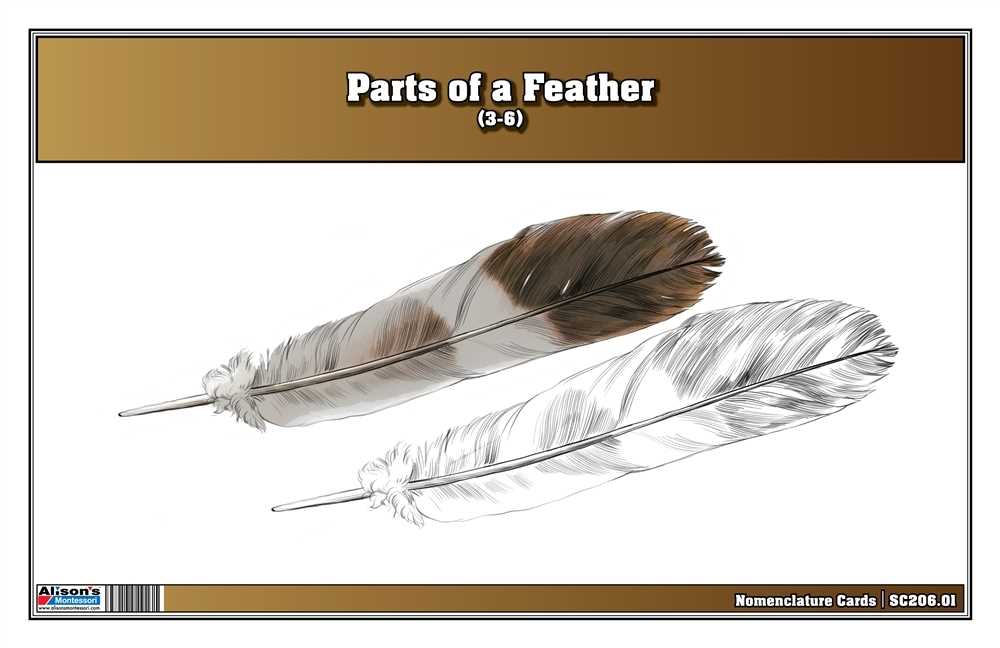 parts of a feather diagram