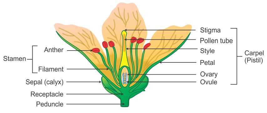 parts of a flower labeled diagram