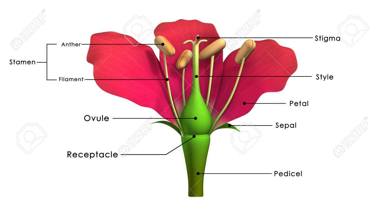 parts of a flower labeled diagram