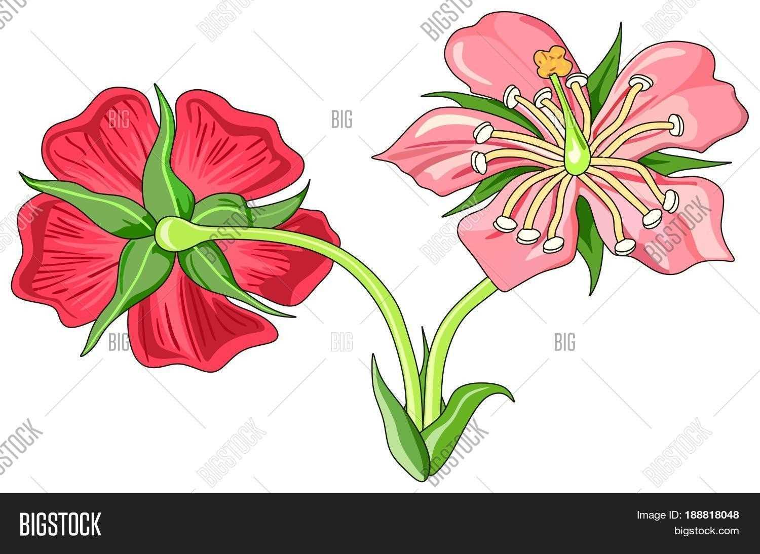 parts of a flowering plant diagram