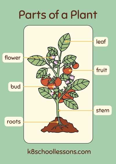 parts of a flowering plant diagram