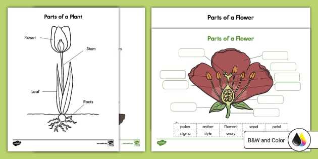 parts of a flowering plant diagram