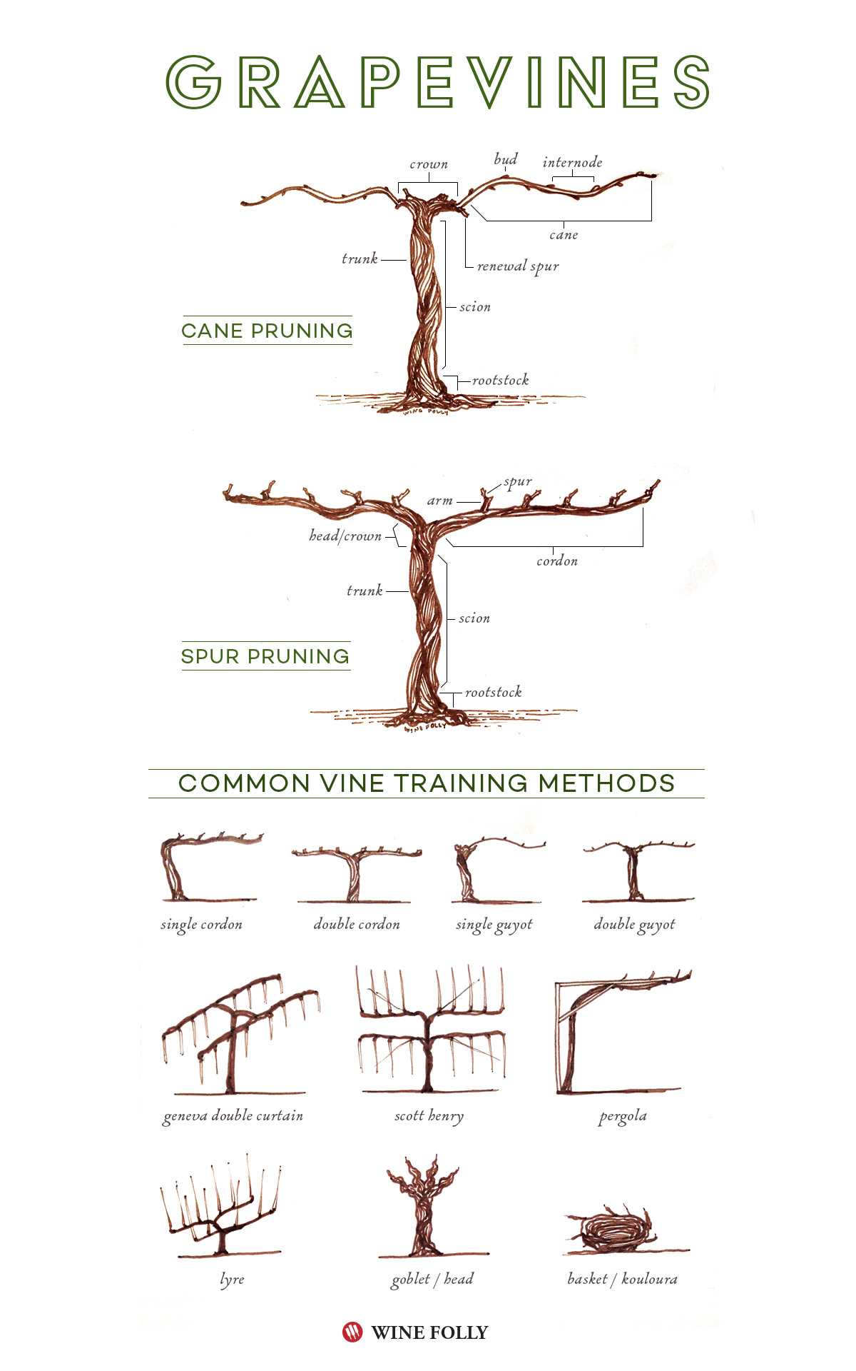 parts of a grape vine diagram