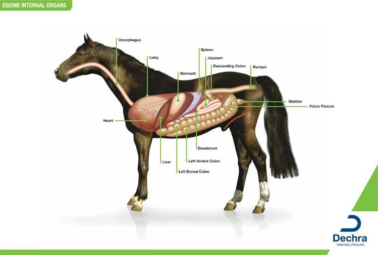 parts of a horse diagram