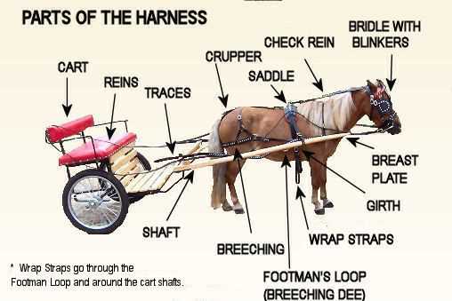 parts of a horse harness diagram