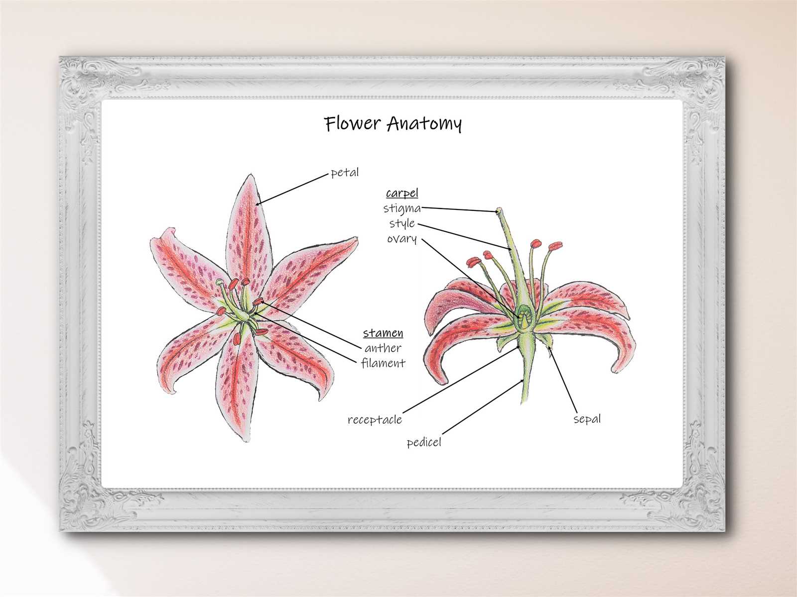 parts of a lily flower diagram