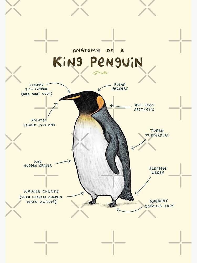 parts of a penguin diagram