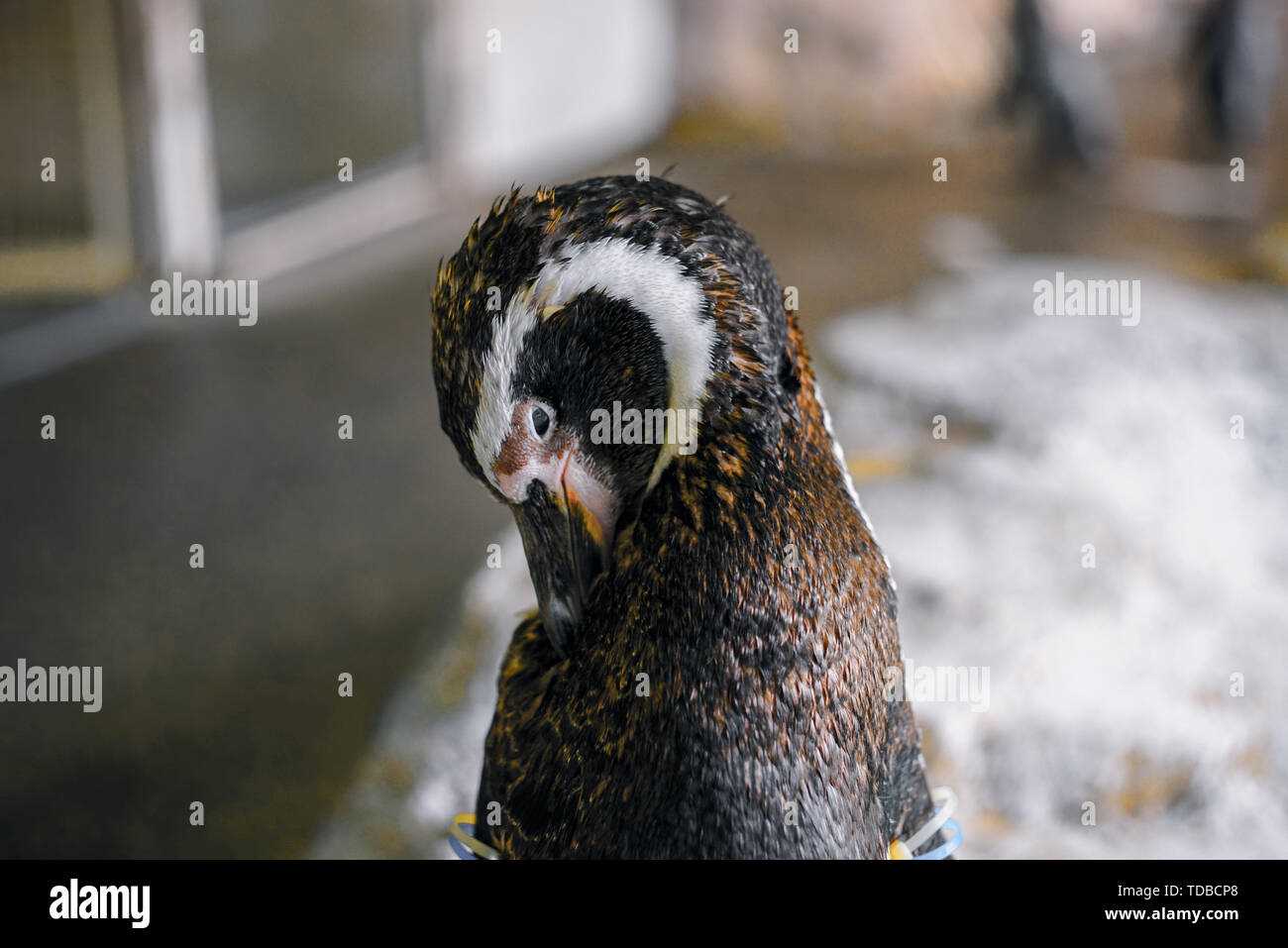 parts of a penguin diagram