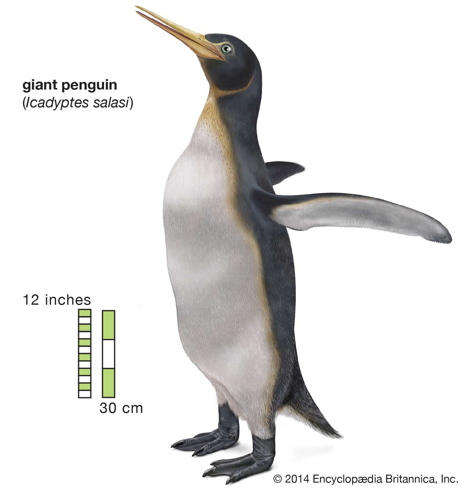 parts of a penguin diagram