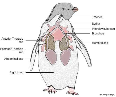 parts of a penguin diagram