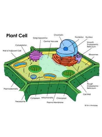 parts of a plant cell diagram