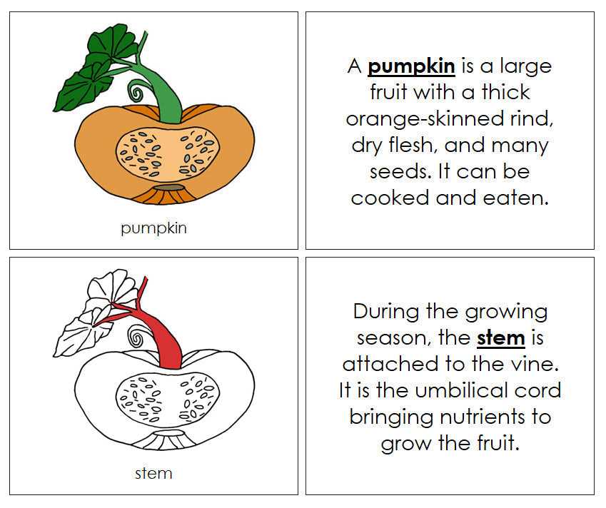 parts of a pumpkin plant diagram