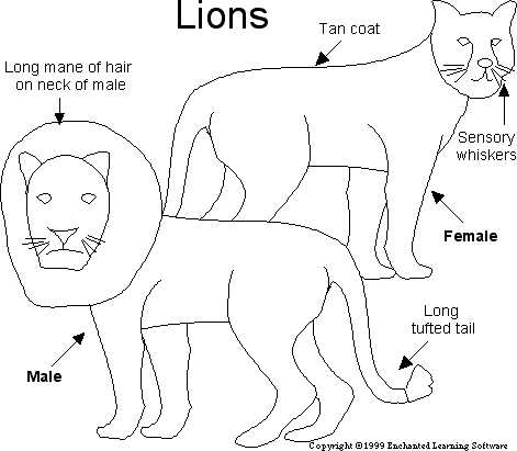 female cat body parts diagram