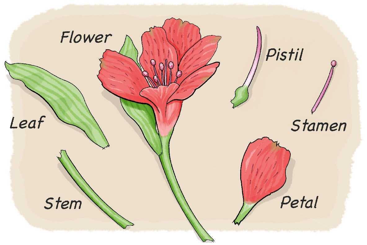 parts of a flowering plant diagram