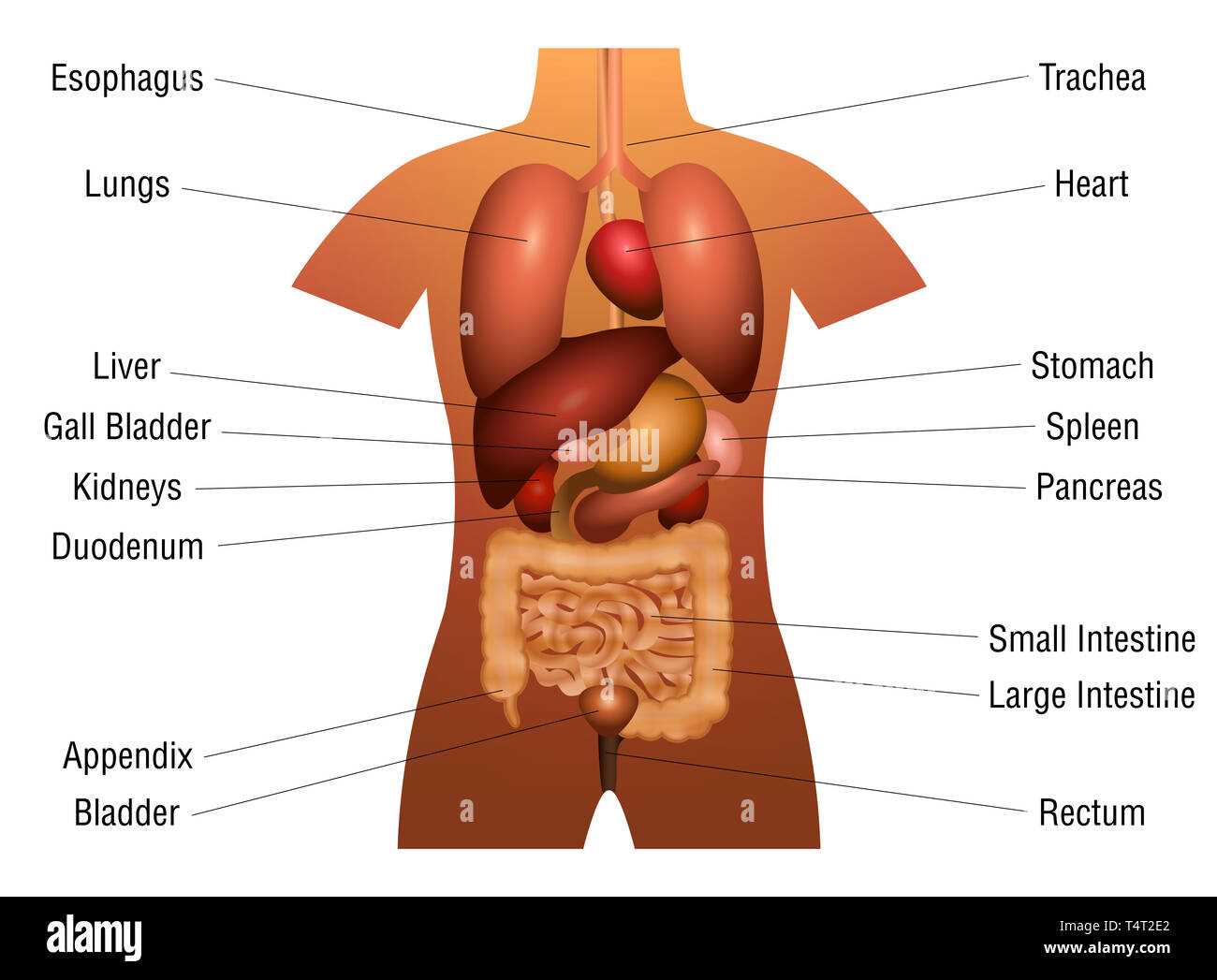 human internal body parts diagram