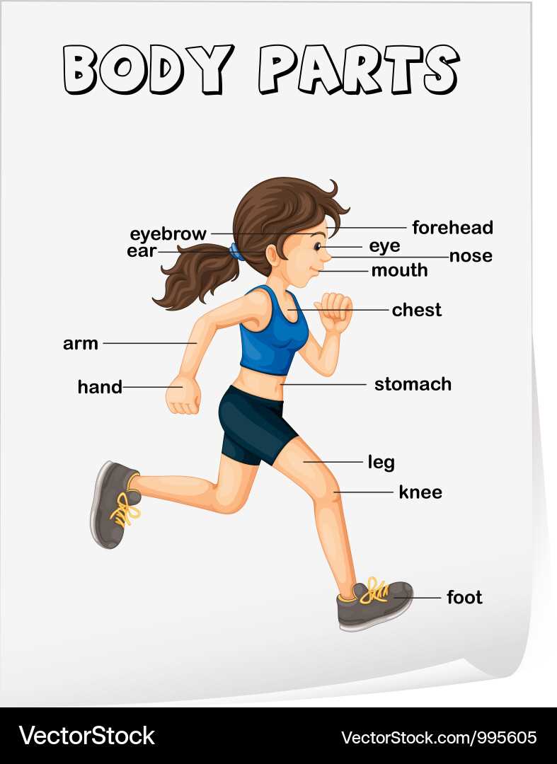 arm parts diagram