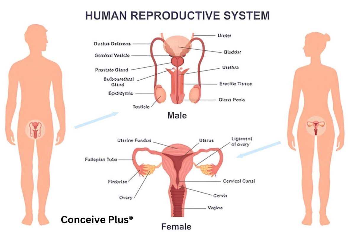 body parts with diagram