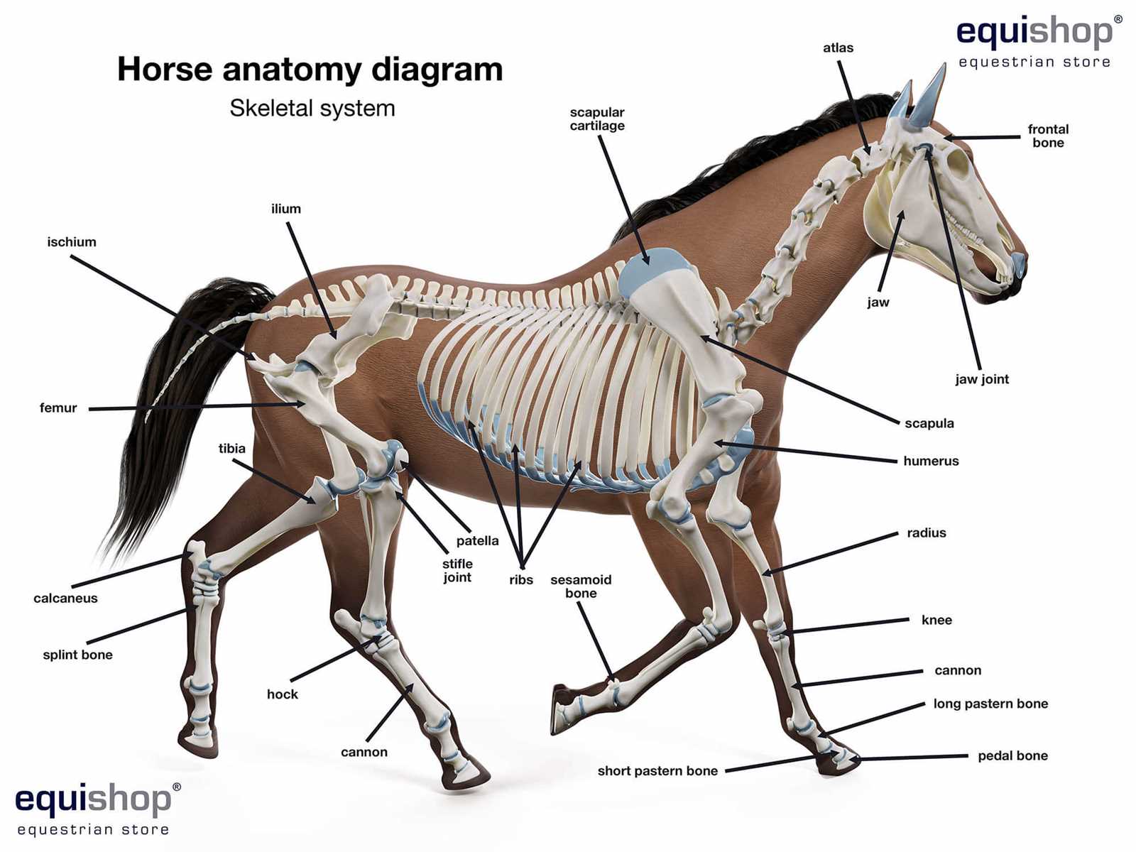 horse diagram body parts