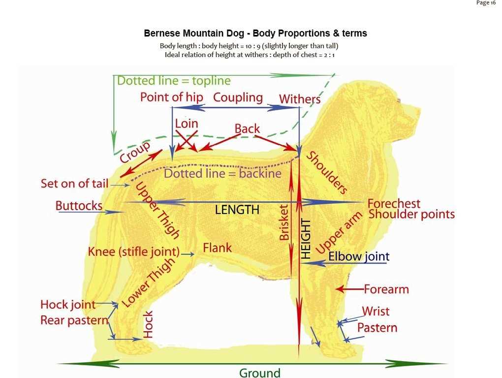 body parts of a dog diagram