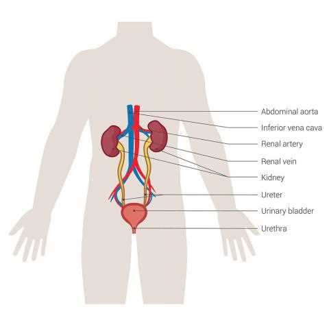 kidney diagram with parts