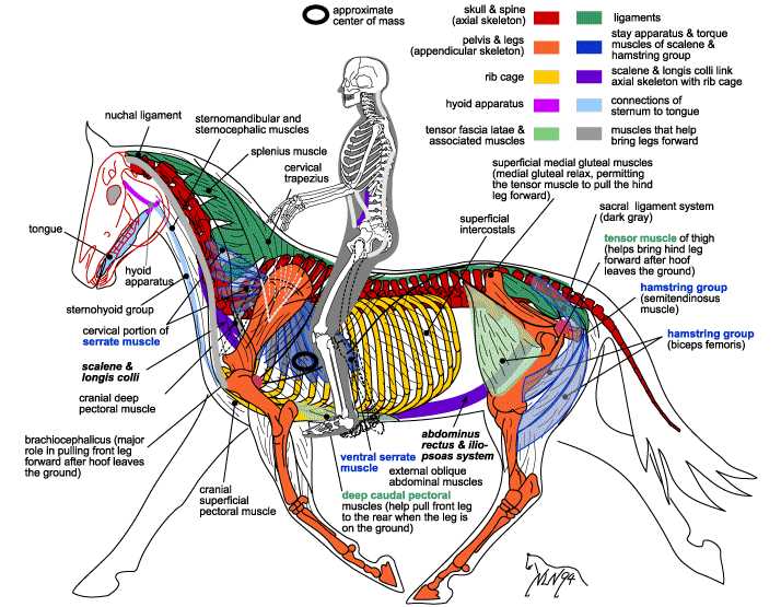 horse diagram body parts