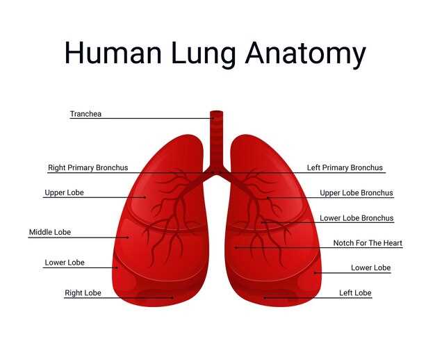 lung parts diagram