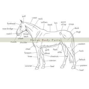 horse body parts diagram