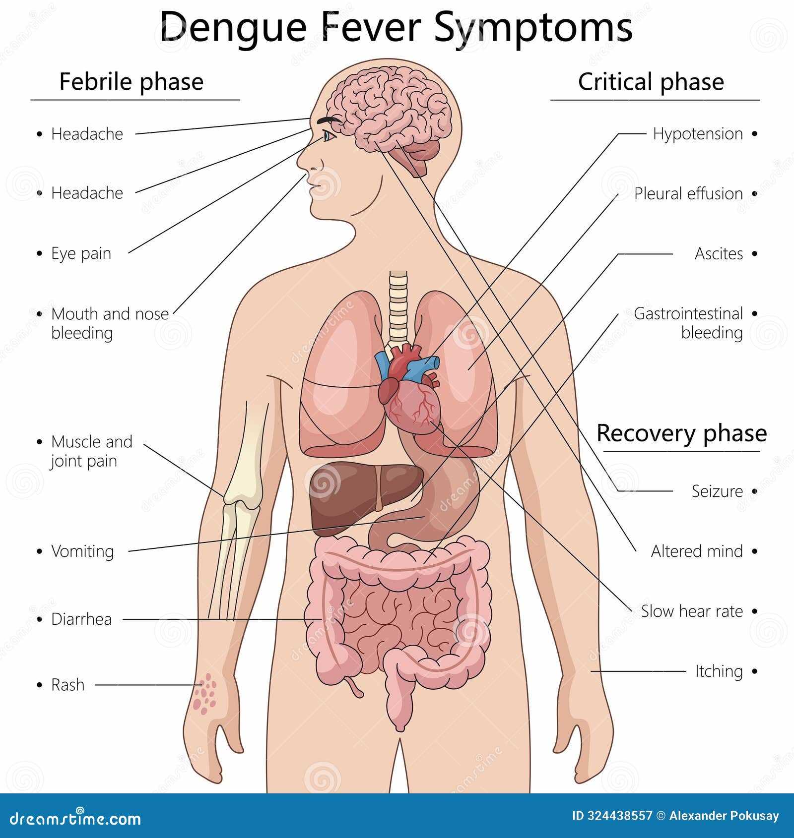 body part diagram