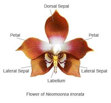 orchid flower parts diagram