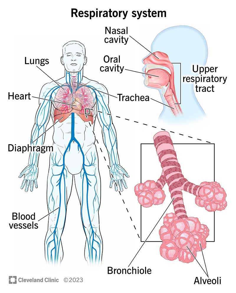 lung parts diagram