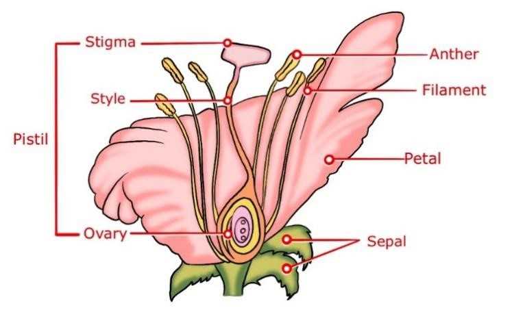 flower reproductive parts diagram