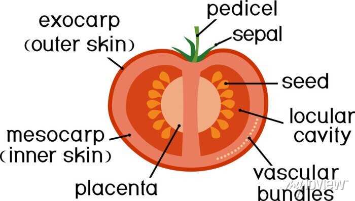 fruit parts diagram