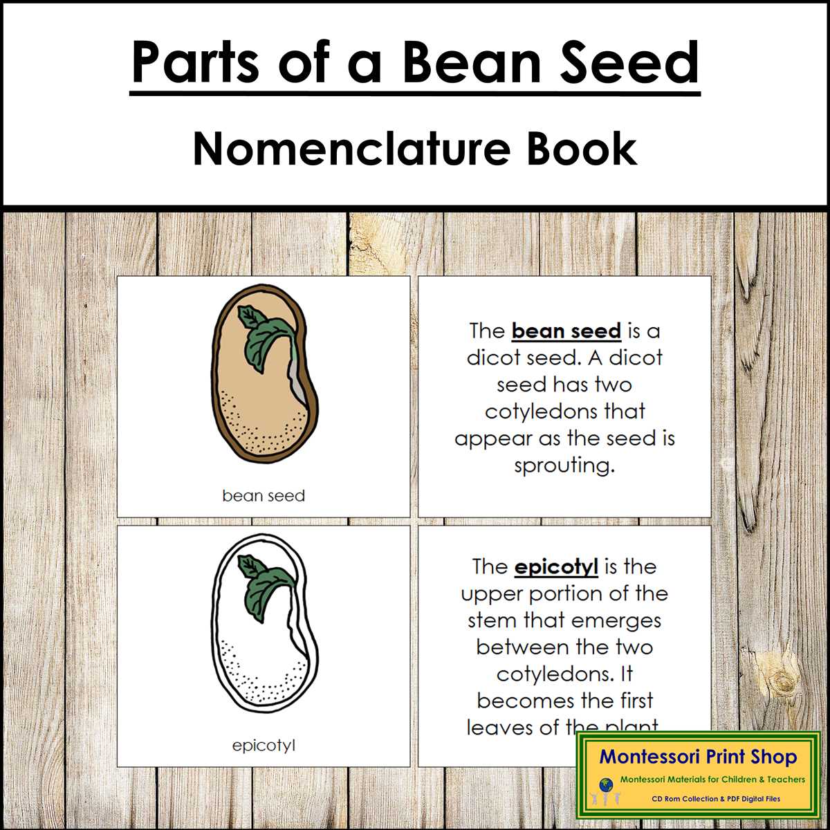 diagram parts of a seed