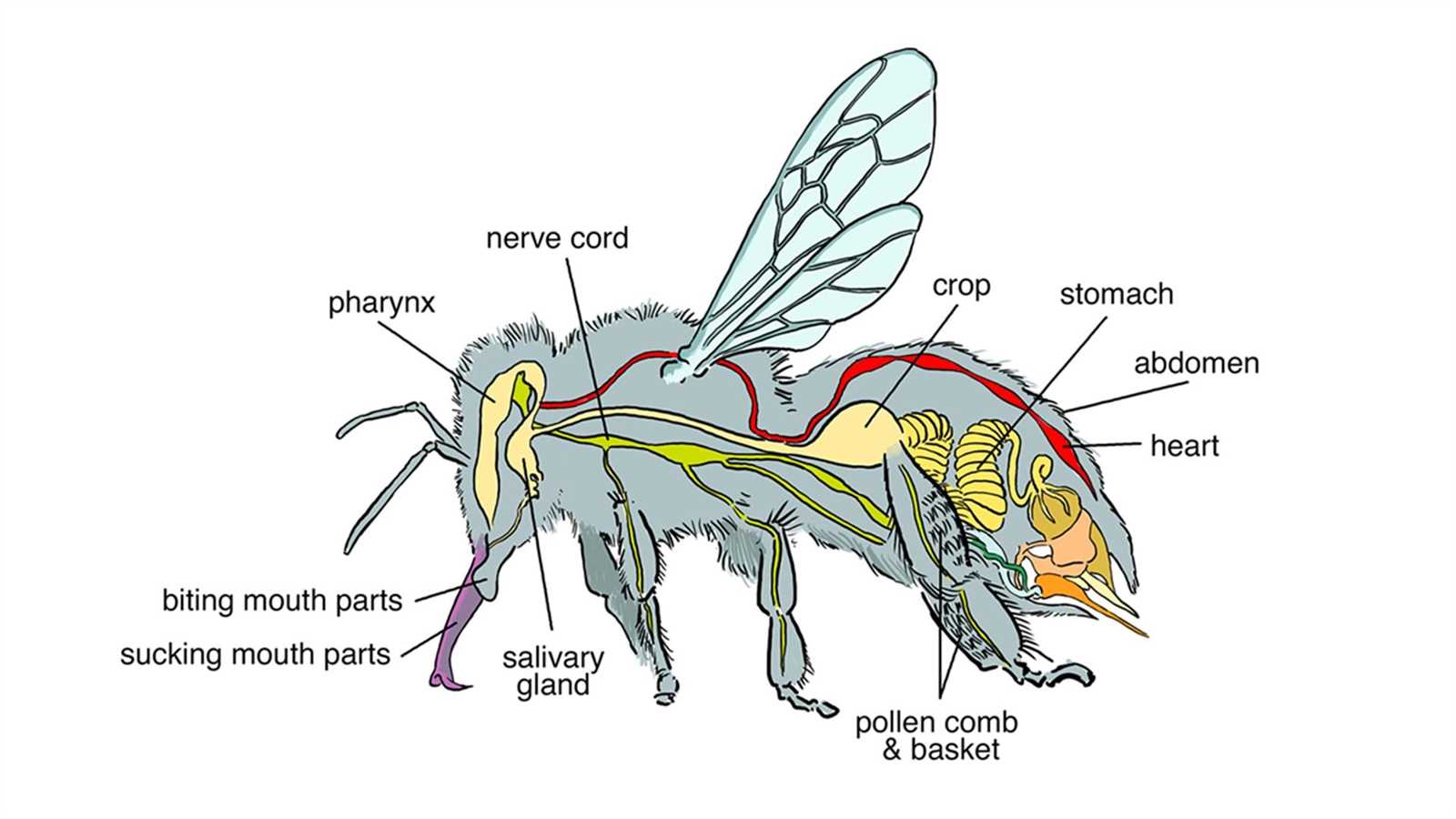 bee parts diagram