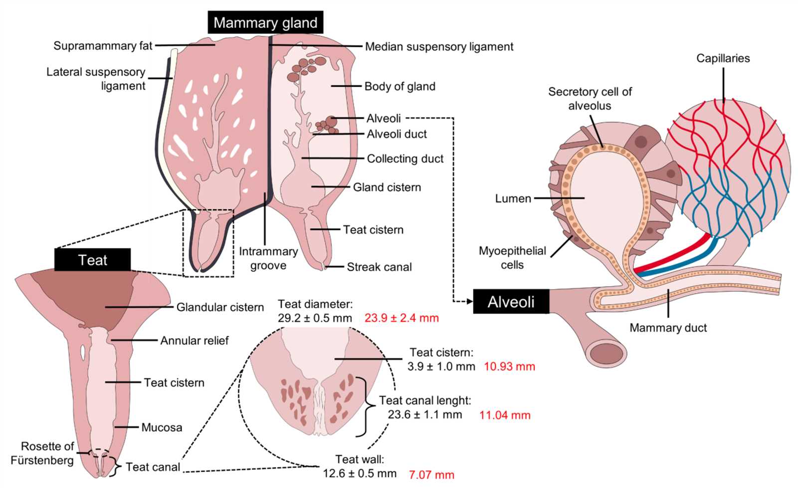 buffalo body parts diagram