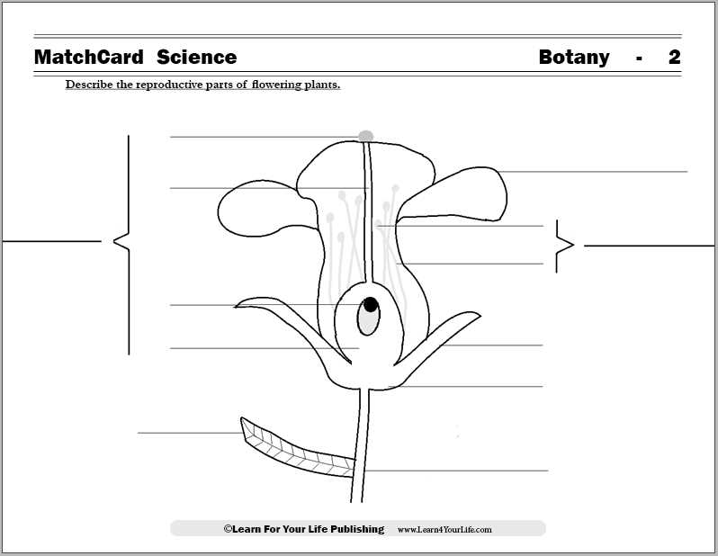 flower reproductive parts diagram