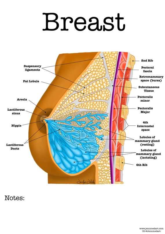 breast parts diagram