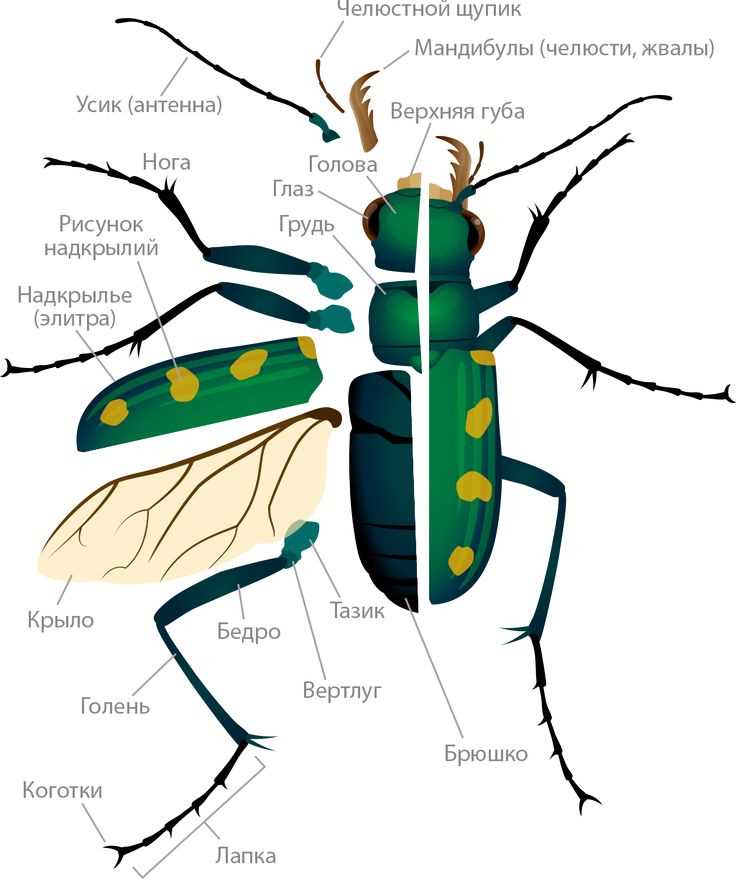 parts of a beetle diagram