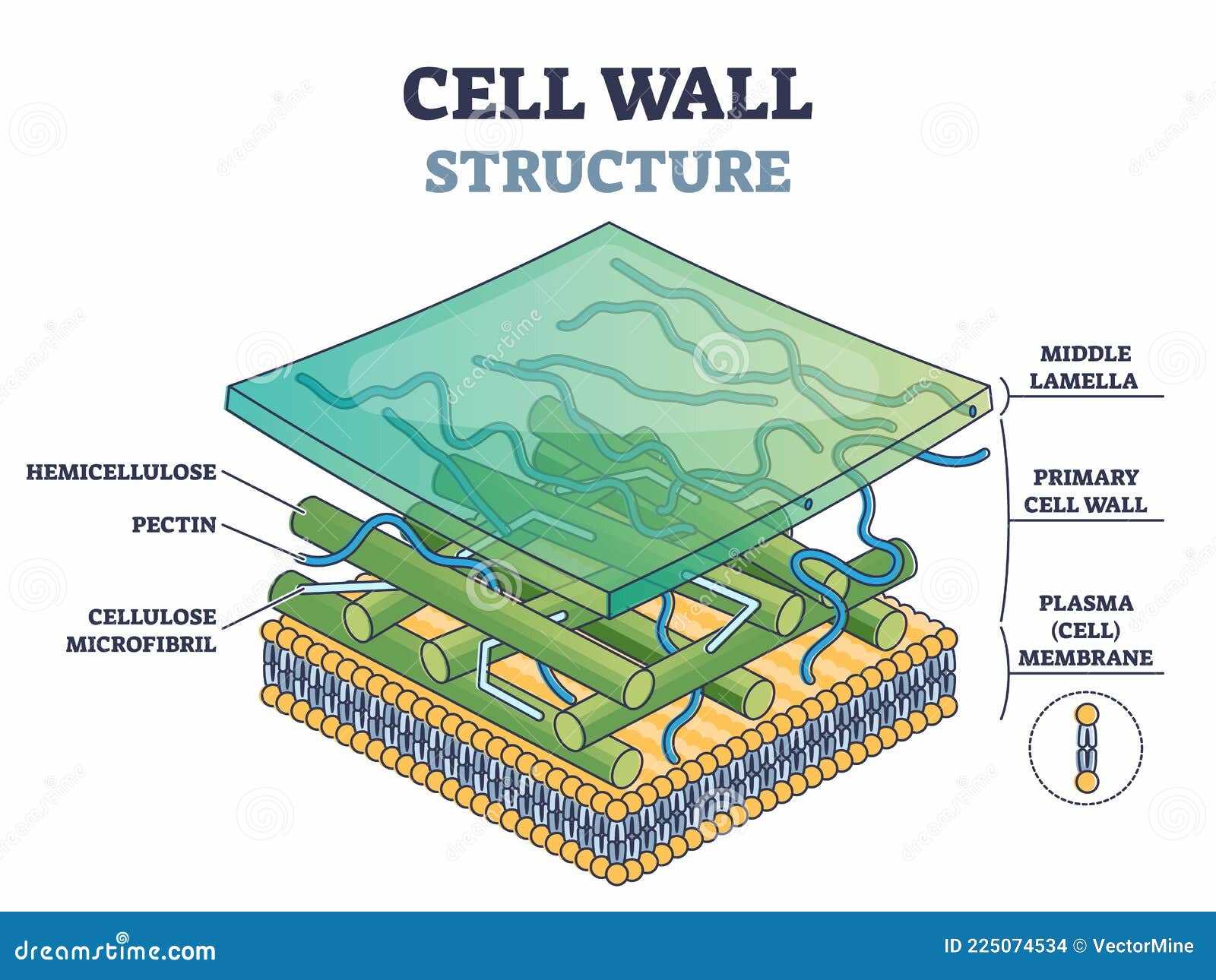 parts of a cell diagram labeled