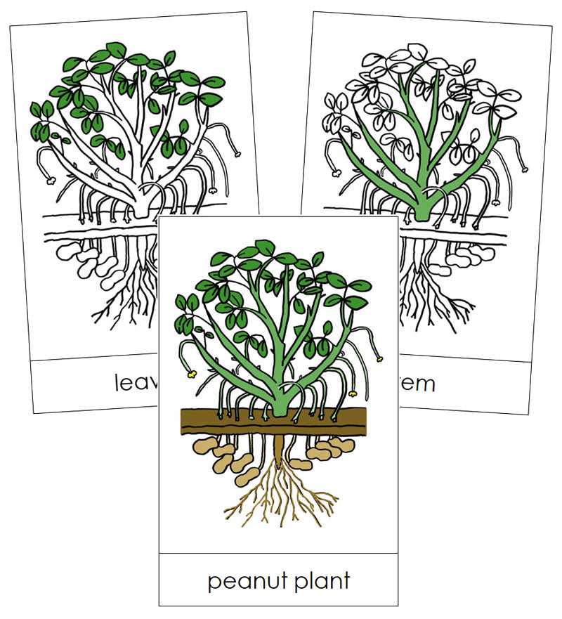 peanut parts diagram