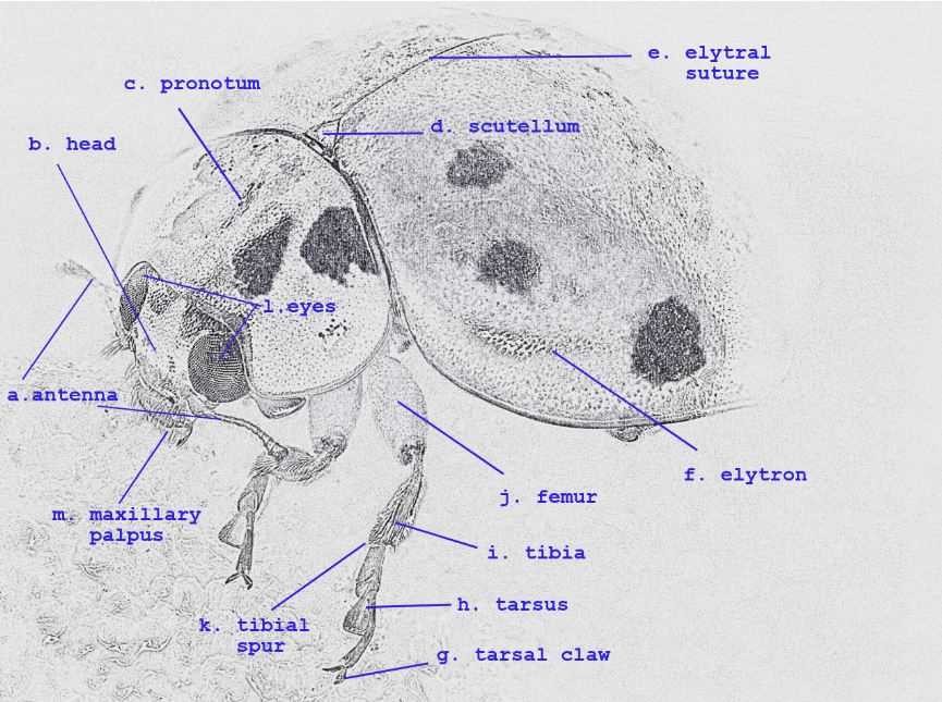 ladybug diagram body parts