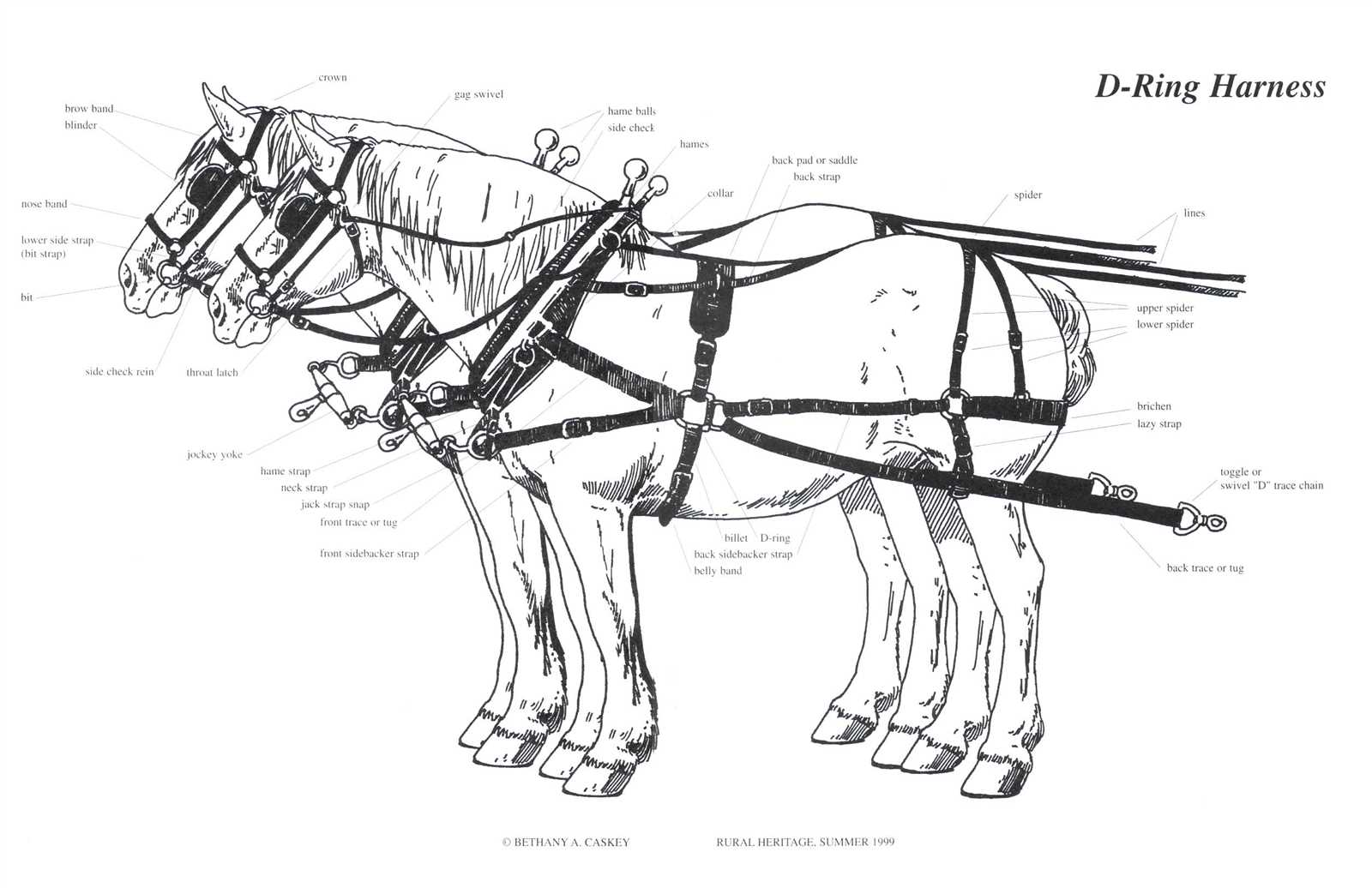 parts of a horse harness diagram