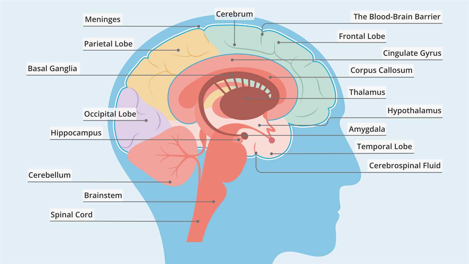 main parts of the brain diagram