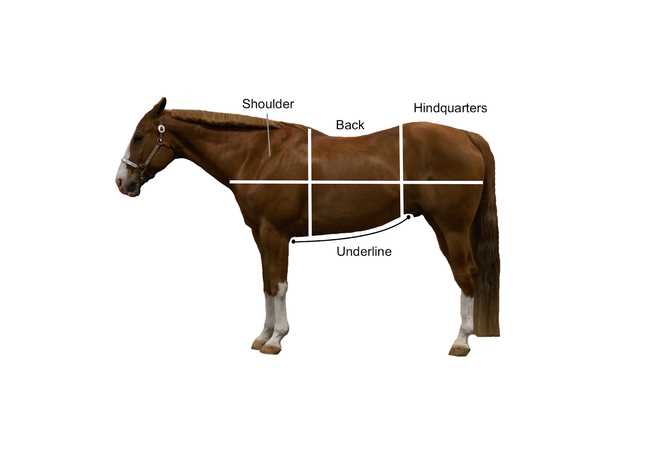 horse diagram body parts